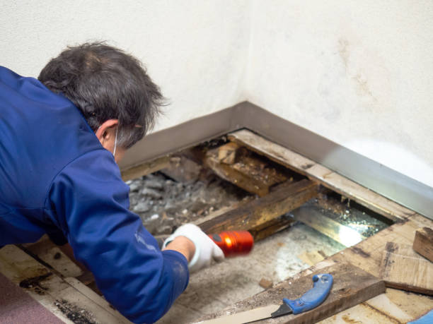 Attic Mold Removal in South Monroe, MI