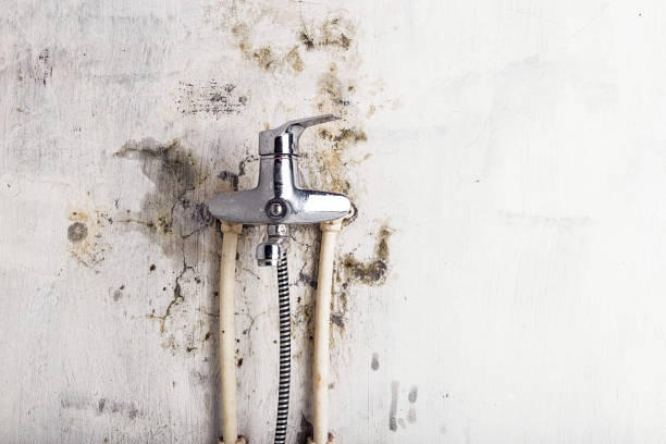 Best Black Mold Removal  in South Monroe, MI