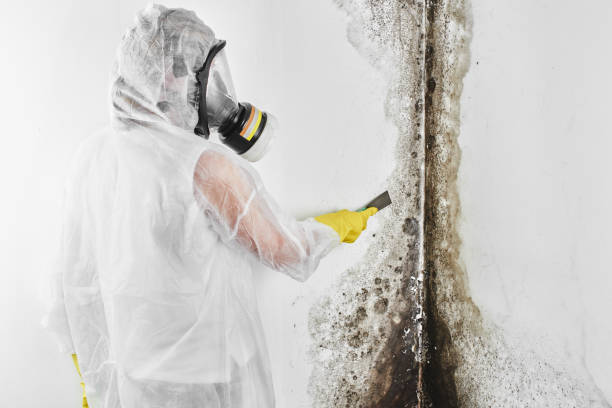 Best Mold Removal Company Near Me  in South Monroe, MI