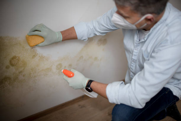Best Emergency Mold Removal  in South Monroe, MI