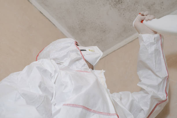 Best Fast Mold Removal  in South Monroe, MI