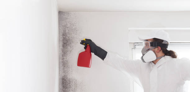 Best Toxic Mold Removal  in South Monroe, MI
