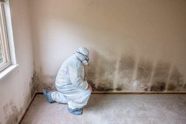 Professional Mold Removal in South Monroe, MI