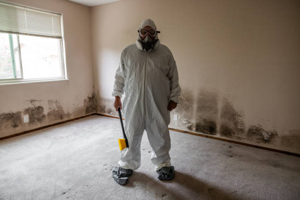 Mold Testing and Removal in South Monroe, MI