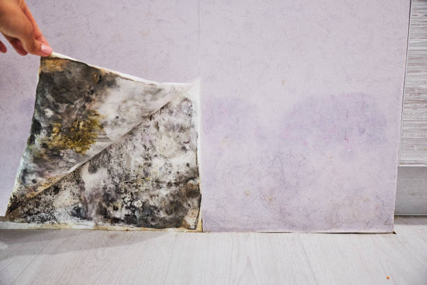 Best Toxic Mold Removal  in South Monroe, MI